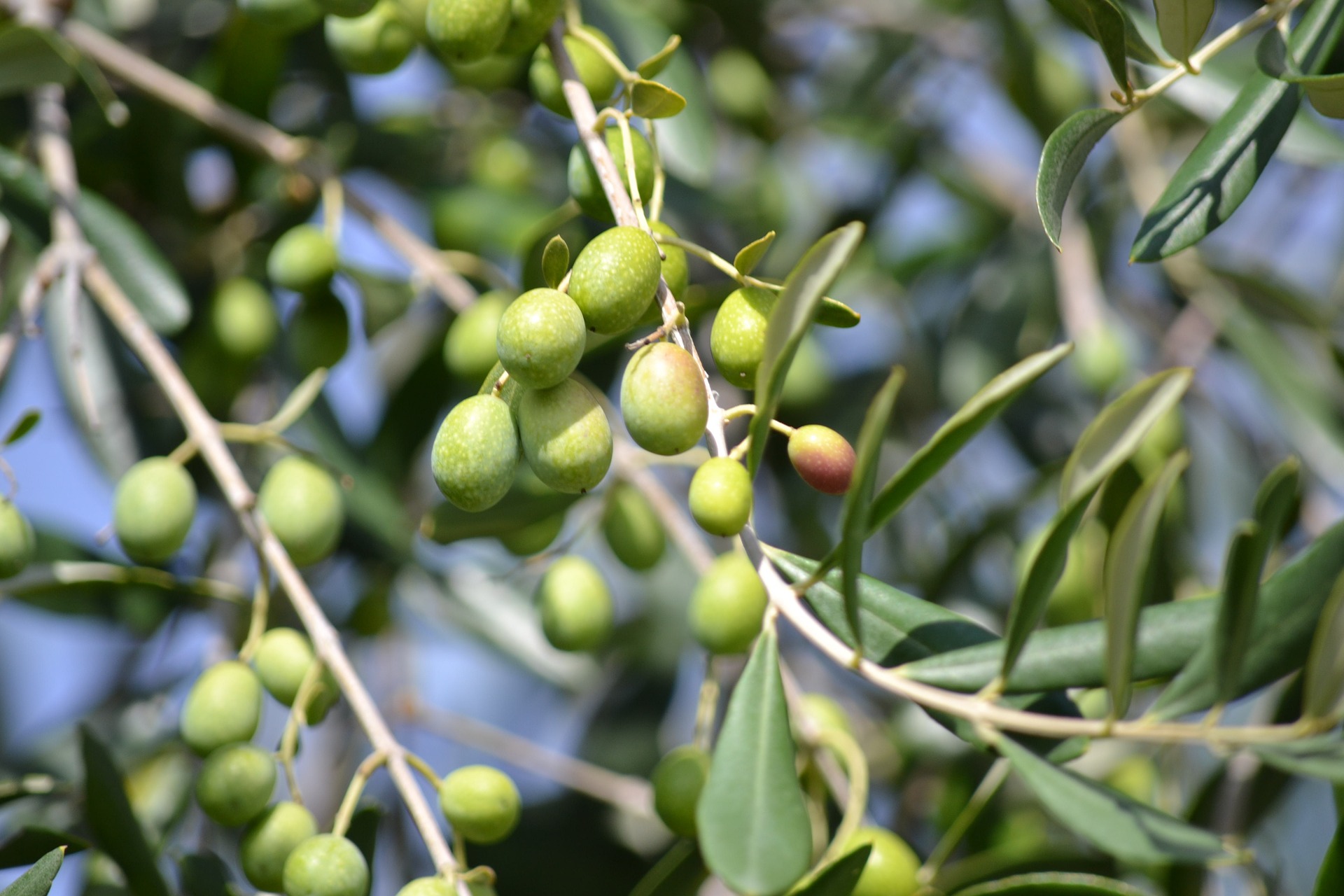 Cultivation of olive trees in Tunisia and olive packaging machines after harvest