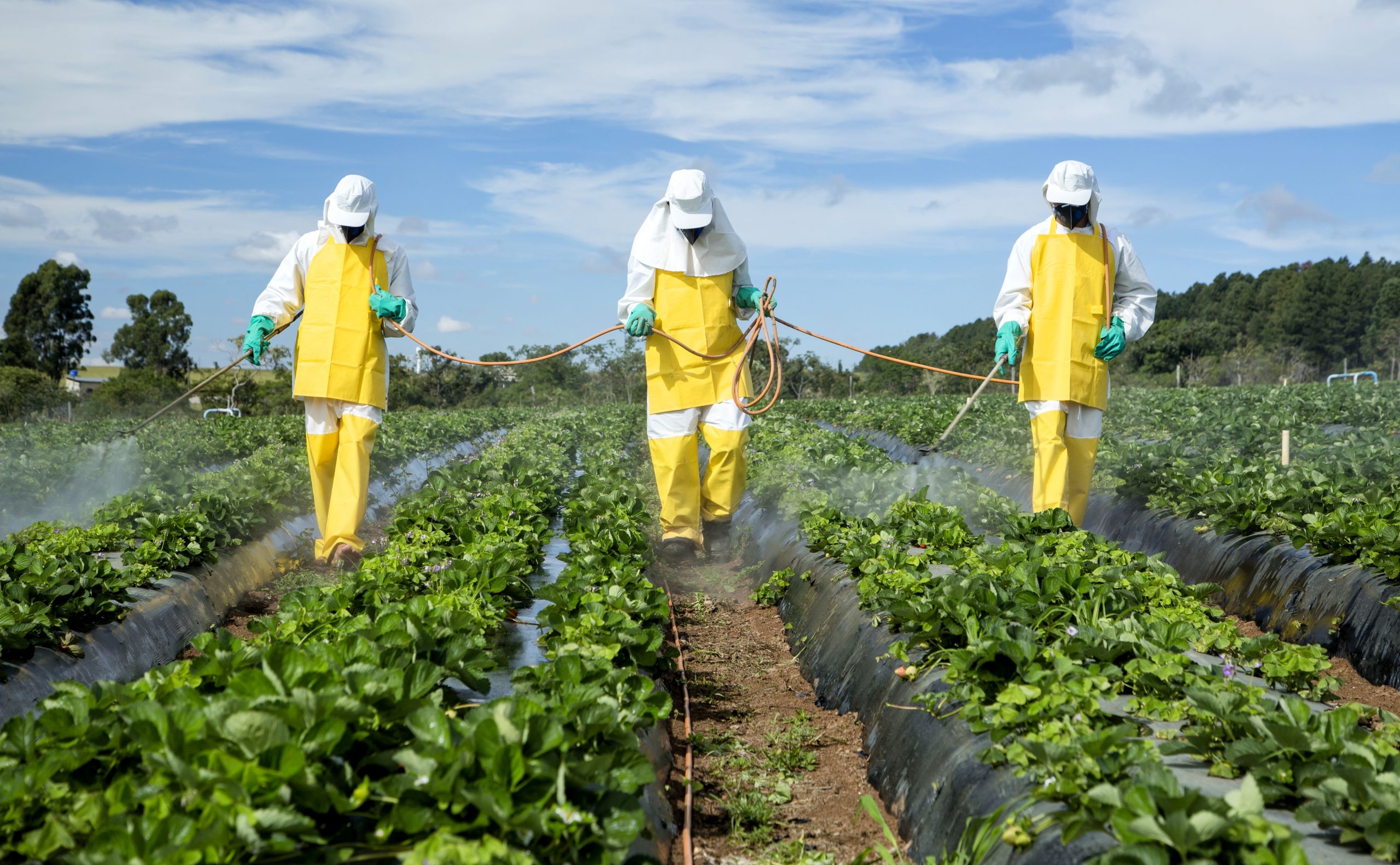 Pesticide factories in Jordan, how they are exported from Jordan to Egypt, how pesticides are packed 