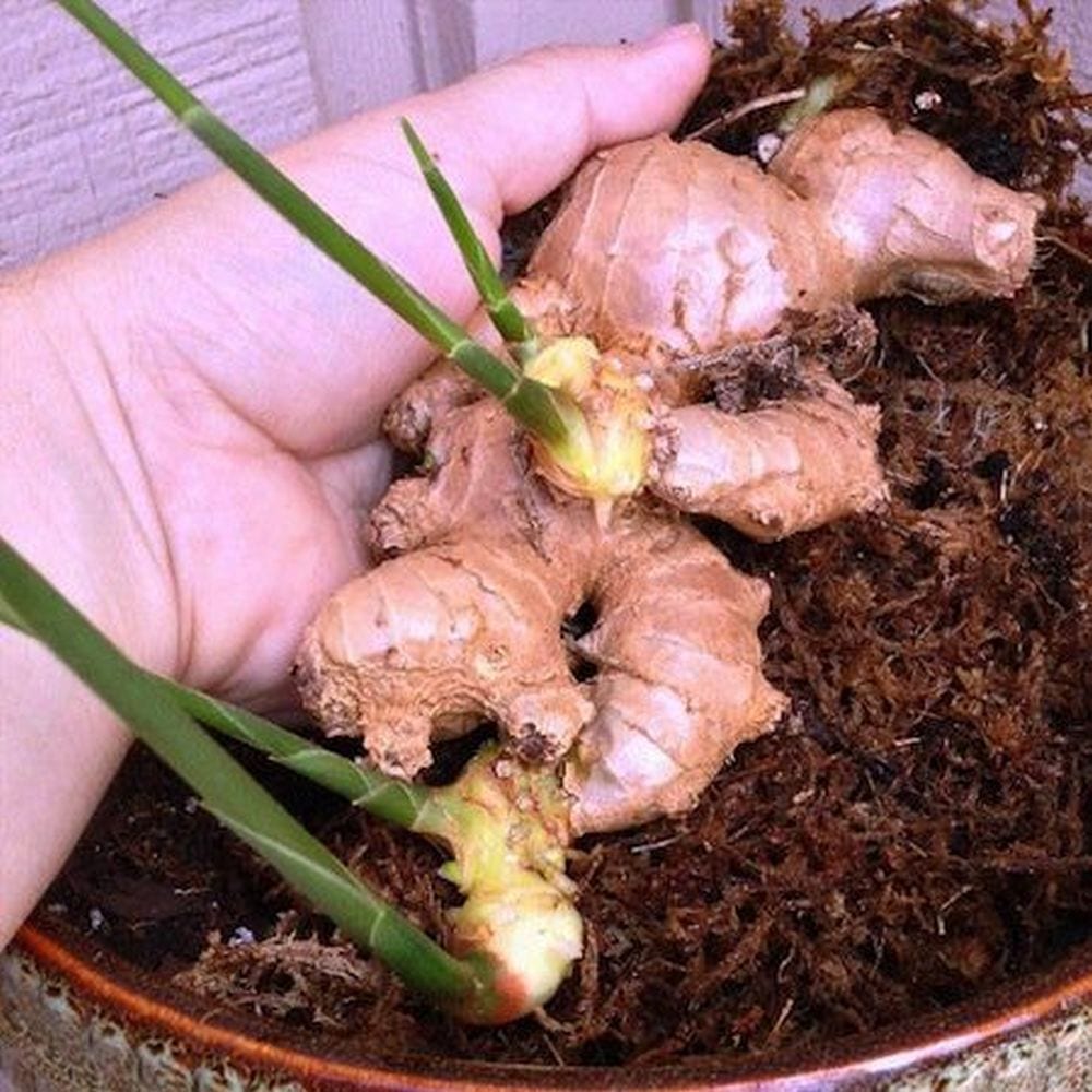 Where is ginger grown, how is ginger grown, how to grow ginger, how to grow ginger