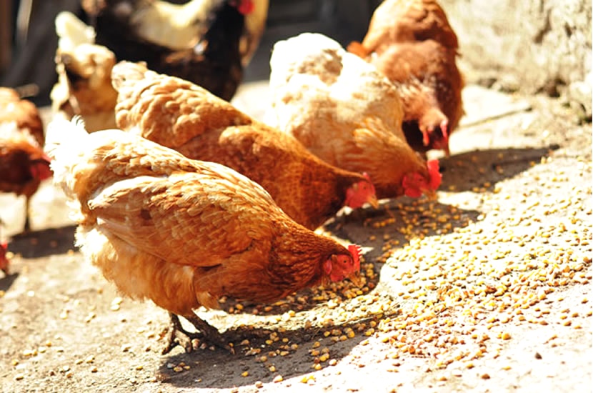 Технико-экономическое обоснование проекта производства корма для птицы 